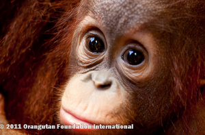 orangutan international foundation