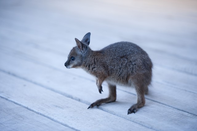 Tammar Wallaby Kangaroo Island. Photo credit: SATC/Photographer