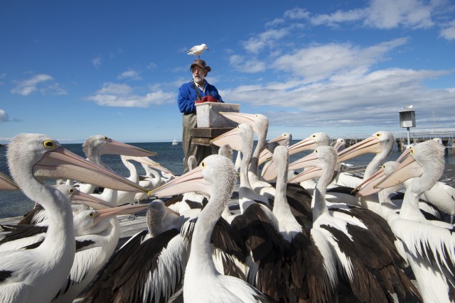 Pelican Feeding, Kingscote Wharf, Kangaroo Island. Photo credit: Julie Fletcher
