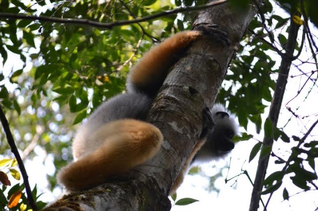 Madagascar lemure - Foto di Enrico di Mescalinablog