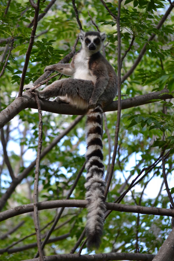 Madagascar lemure catta - Foto di Enrico di Mescalinablog