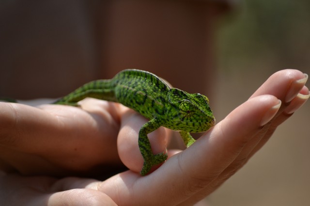 Madagascar piccolo camaleonte - Foto di Enrico di Mescalinablog
