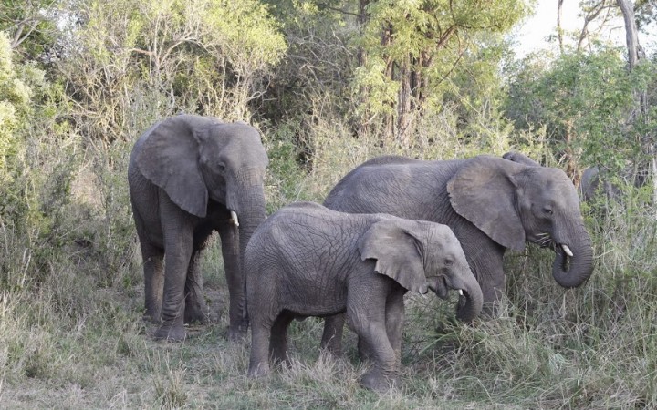 Elefanti (foto di Cinzia Schepis)