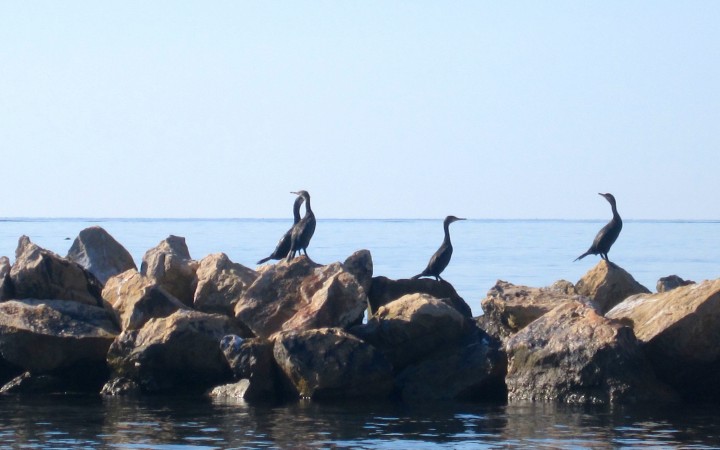 Cormorani sugli scogli a Sant'Antioco www.fraintesa.it