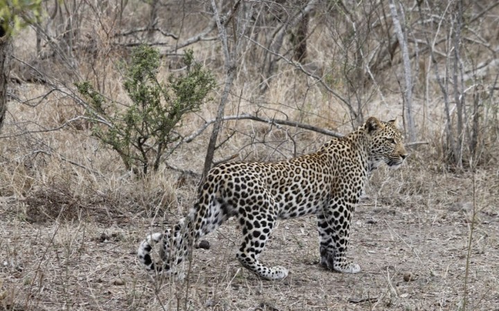 Giovane leopardo a caccia (foto di Cinzia Schepis)
