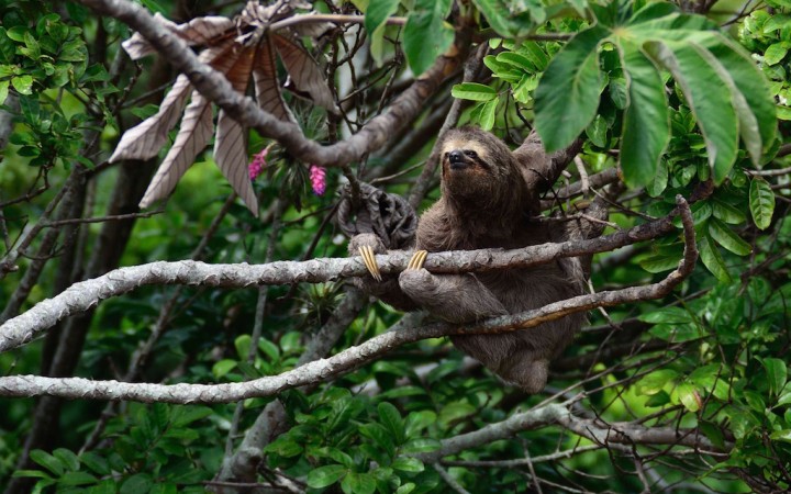 bradipo Costa Rica