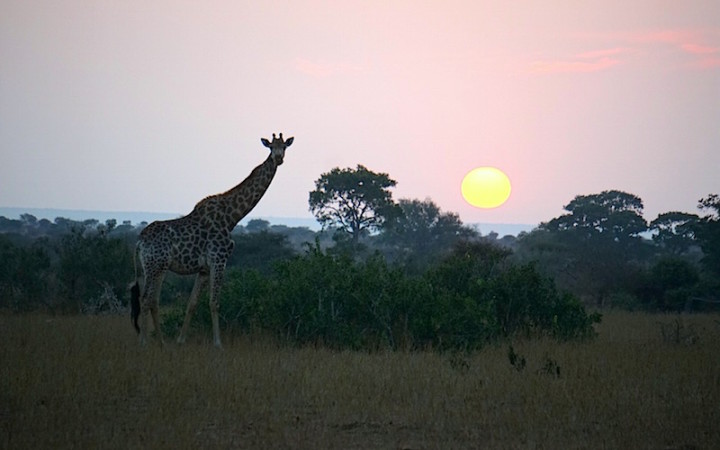 giraffa Kruger Park